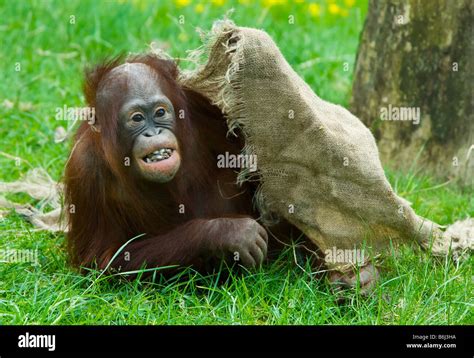 cute baby orangutan playing on the grass Stock Photo - Alamy