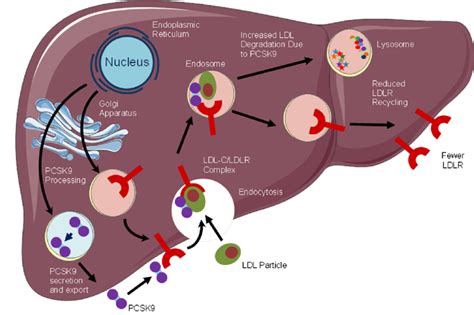 Mechanism of action of PCSK9. LDL low density lipoprotein, LDL-C... | Download Scientific Diagram