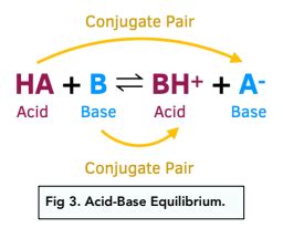 Acids and Bases - The Brønsted-Lowry Acid-Base Theory (A-Level Chemistry) - Study Mind