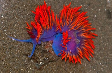 Spanish Shawl Nudibranch Dazzles Underwater | Featured Creature