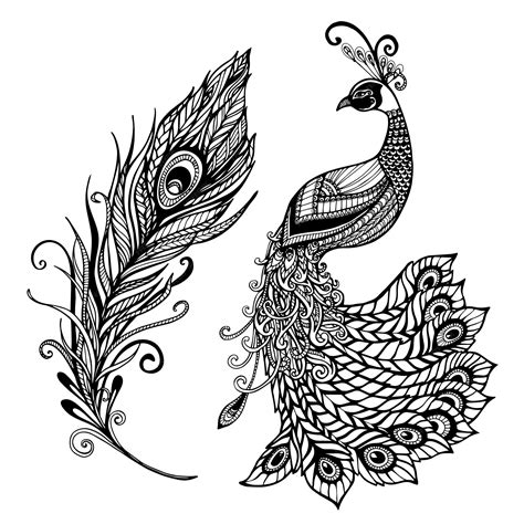 Peacock Drawing Designs