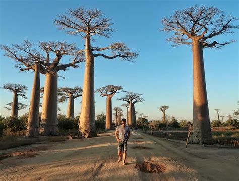 Walking Down The Avenue Of The Baobabs | Madagascar • Life of Y