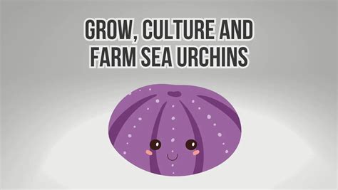 How To Grow, Culture And Farm Sea Urchins Guide 101 - Sea Urchins Mag