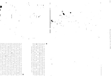 Ultrastructure of the haemopoietic tissue of the mesonephros of a ...