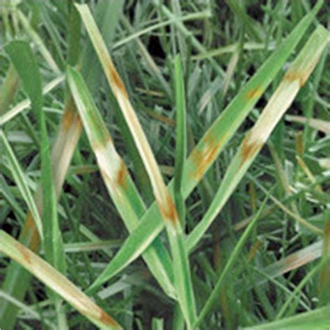 Dollar Spot Lawn Fungus #dollarspot #lawndisease | Lawn care, Disease