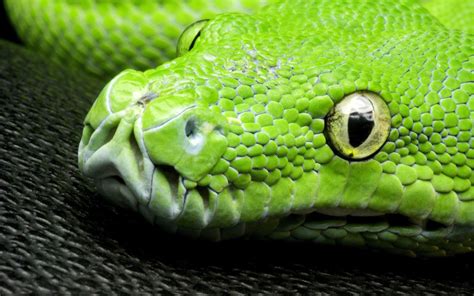 Wallpaper Green snake, eyes, scales, head close-up 1920x1200 HD Picture ...