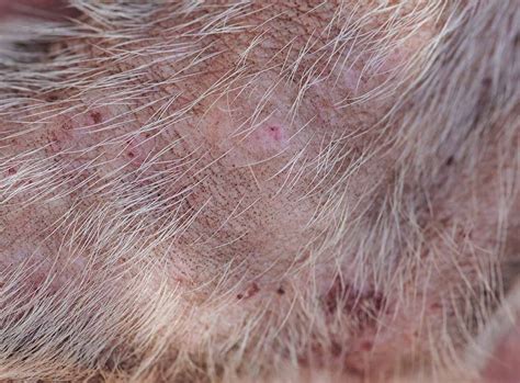 35+ Dog Has Scabs On Back And Losing Hair - PaagulanUsef