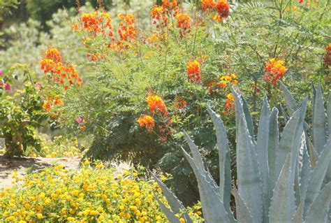 Coachella Valley Wildflower Festival Happening Saturday in Palm Desert | Palm Desert, CA Patch