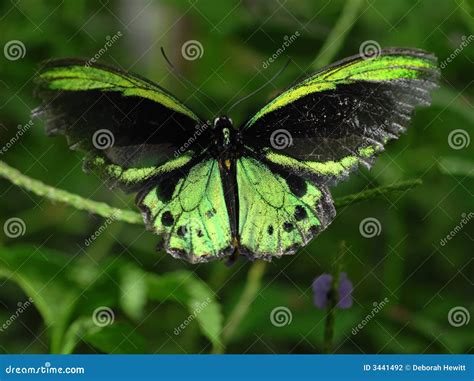 Richmond Birdwing Butterfly Stock Photo - Image of richmond, male: 3441492