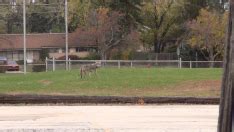 Wild Urban Coyotes In & Around Chicago | Urban Coyote Research