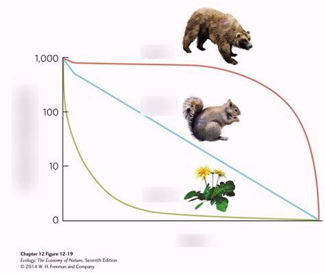 Survivorship Curves Diagram | Quizlet