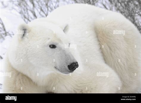 Portrait of a polar bear Stock Photo - Alamy