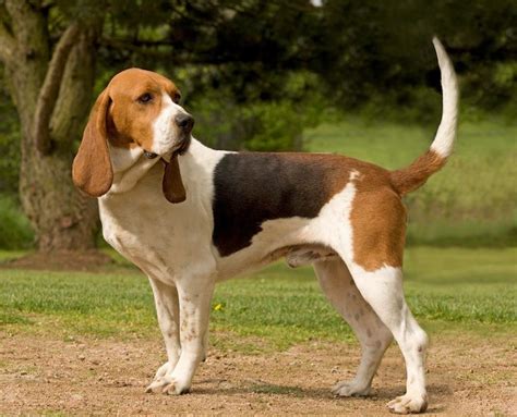 Artois Hound - Dog Breed Standards