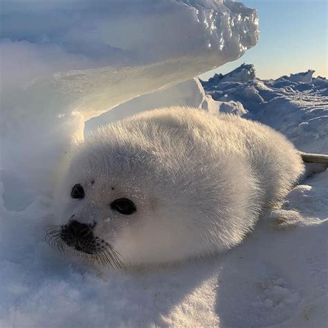 Snow white baby seals are so cure | Seal pup, Harp seal pup, Cute animals