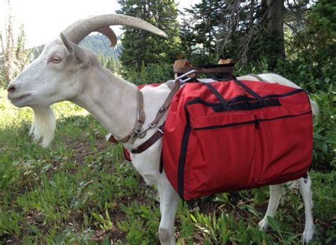 Hiking With Pack Goats! - KÜHL Born In The Mountains Blog