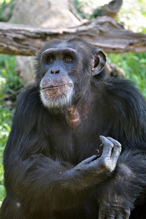 Kansas City Zoo’s chimpanzee program passes USDA inspection after chimp ...