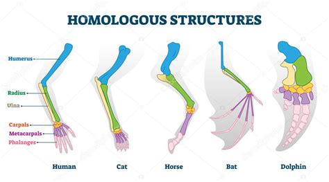 Ilustración vectorial de estructura homóloga. Esquema de ejemplo de ...