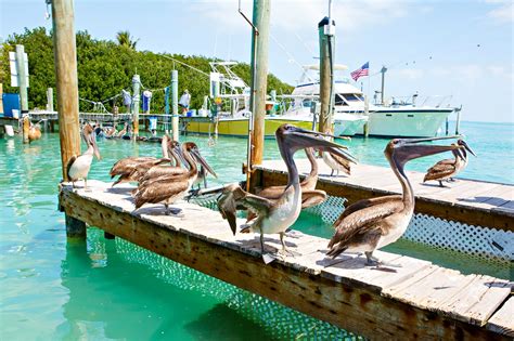 9 Best Things to Do in Islamorada - See Diving Museums and Wildlife Preserves in Islamorada – Go ...