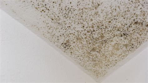 Mould in houses: causes, prevention and solutions | Homebuilding