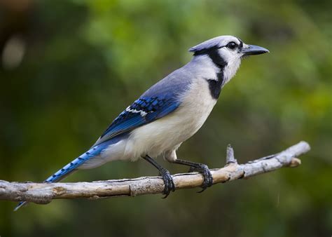 Mosquito Lagoon RV Park: Bird Watching - Mosquito Lagoon RV Park & Fish Camp