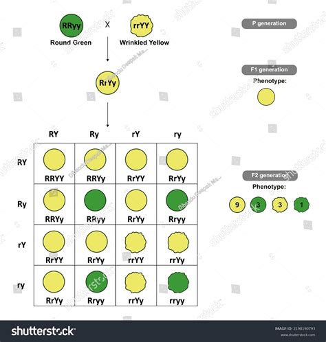 Illustration Dihybrid Cross Punnett Square Stock Illustration 2198190793 | Shutterstock