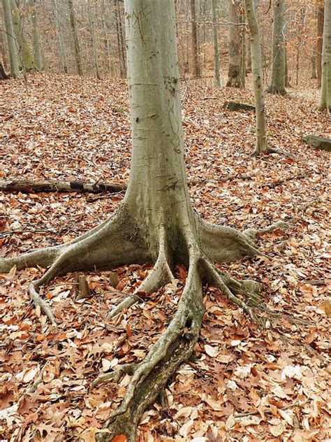 American Beech | Glen Arboretum