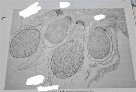 Phylum Hepatophyta- Gametophyte-Sporophyte Diagram | Quizlet