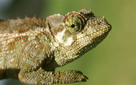 File:Jackson's-chameleon-2.jpg - Wikimedia Commons