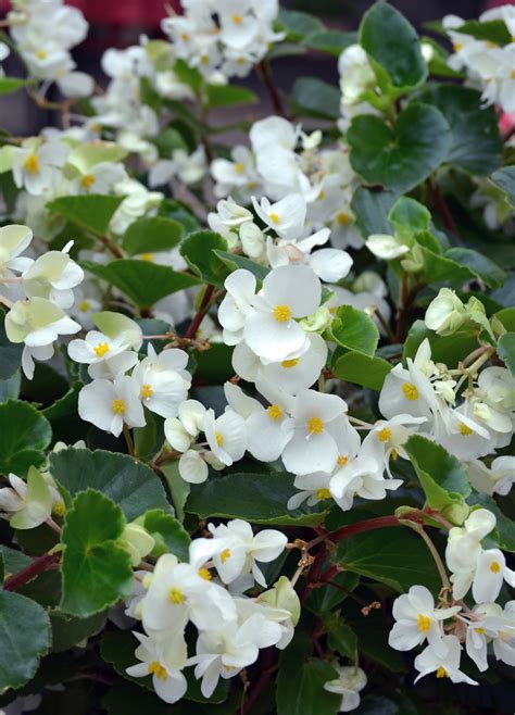 Begonia Megawatt White Green Leaf - Ball