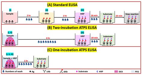 One-incubation one-hour multiplex ELISA enabled by aqueous two-phase systems. - Abstract ...