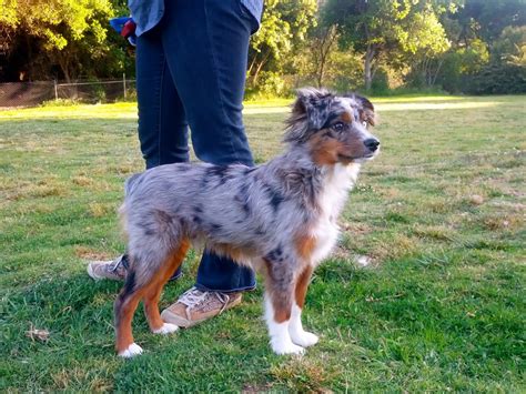 When Do Australian Shepherds Lose Their Puppy Coat