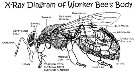 http://www.beekeepingsupply.com/Graphics/bee_anatomy.gif | Bee, Winged eye, Worker bee