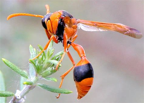 What Are The Orange Wasps In Australia?