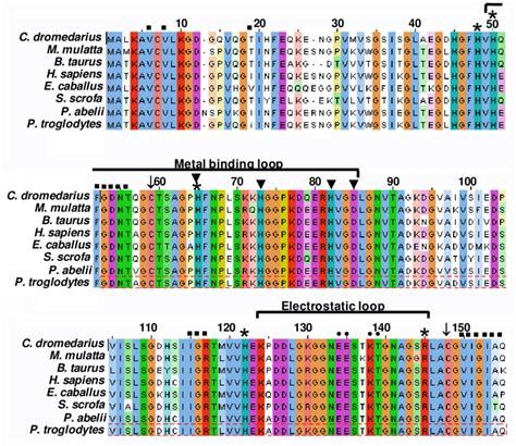 Amino acid sequence alignment of cSOD1 with seven different mammalian ...