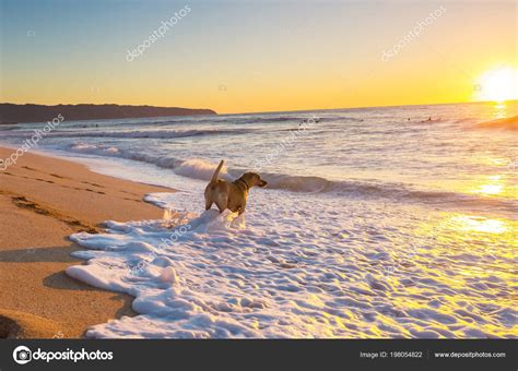 Dog Beach Hawaii Island Stock Photo by ©kamchatka 198054822