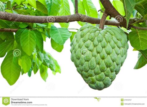 atis fruit clipart 20 free Cliparts | Download images on Clipground 2024