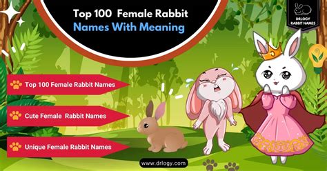 100 Best Female Rabbit Names With Meaning - Drlogy Rabbit Names