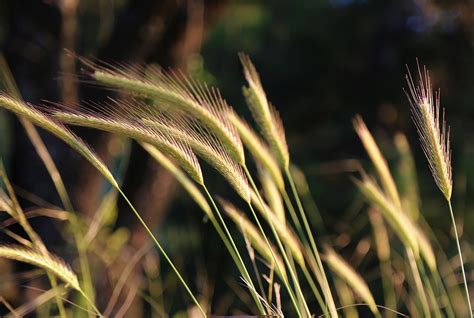 Spikelets Grass Nature - Free photo on Pixabay - Pixabay