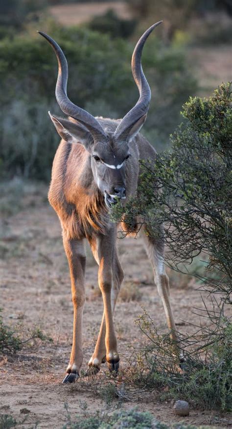 Kudu Antelope with Long Horns Stock Photo - Image of browse, buck: 104569646