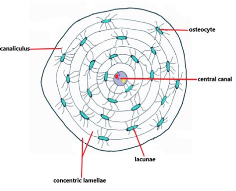 Draw and label an osteon displaying the central canal, conce | Quizlet