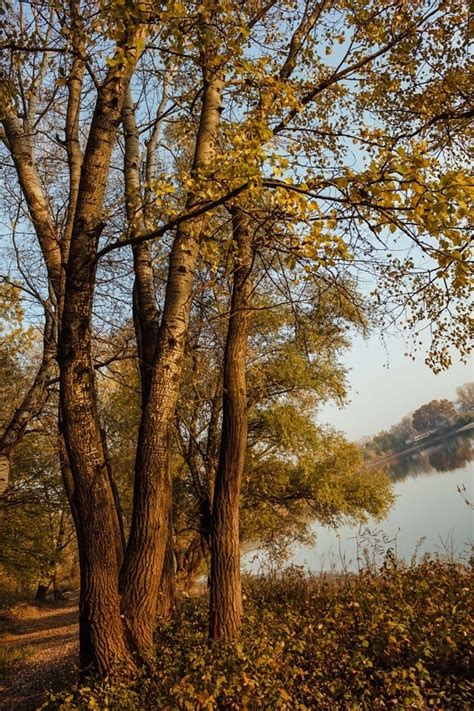 Free picture: forest path, forest road, sunshine, sunrays, climate, trees, leaf, sun, autumn, tree