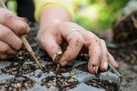 How to take root cuttings | Propagating plants, Root, Growing plants