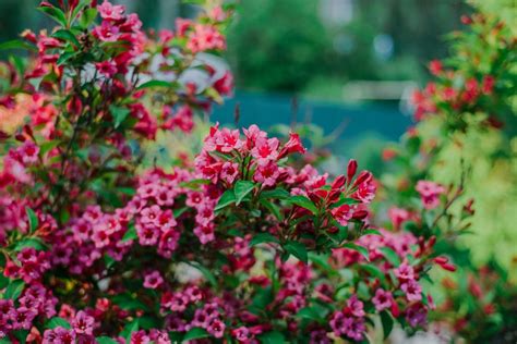 Pruning Weigela: when & how? - Plantura