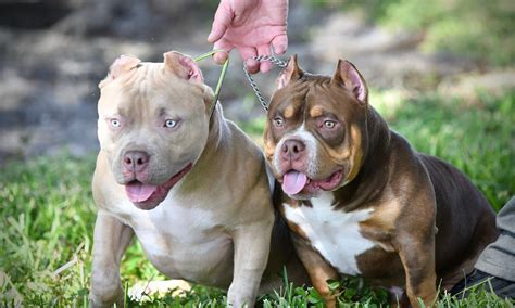 THE FLASHY TRI COLOR AMERICAN BULLY PUPPIES OF VENOMLINE | American ...