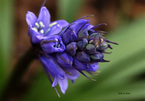 Blue Cluster by Deb-e-ann on DeviantArt