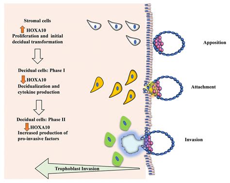 Diphasic role of HOXA10 in the endometrium during embryo implantation.... | Download Scientific ...