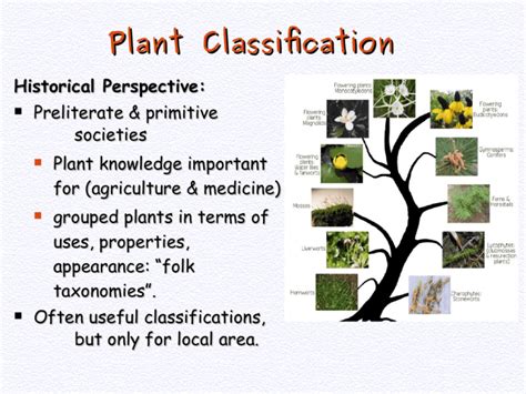 03 Bio_435_plant classification