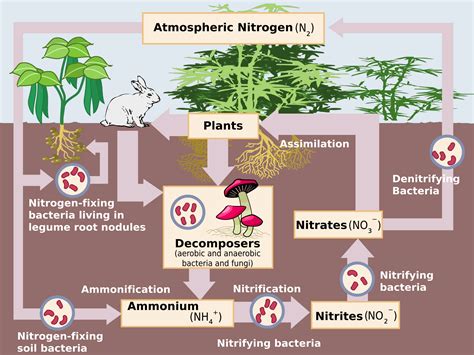 Simple Nitrogen Cycle Diagram