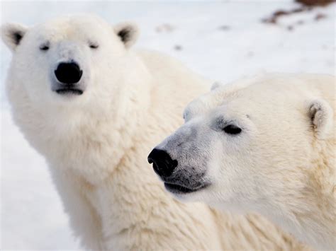 Polar Tundra Animals And Plants