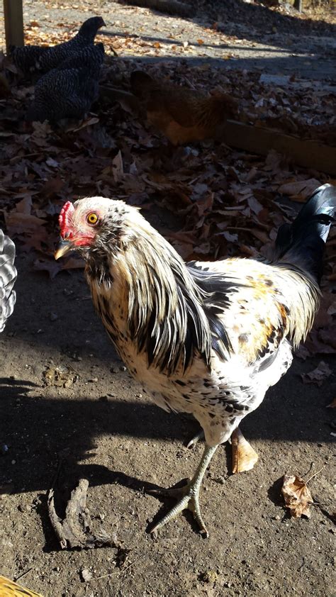 Chicken Breed Focus - Ameraucana | Page 2 | BackYard Chickens - Learn ...